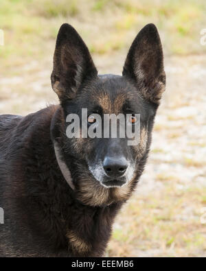 Black german shepherd female.  Head shot.  Looking defensive. Stock Photo