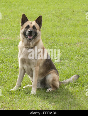 Black and Tan German shepherd sitting in the grass looking at the camera. Stock Photo