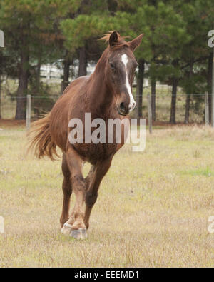 Brown horse with a white blaze is trotting in the pasture. Stock Photo