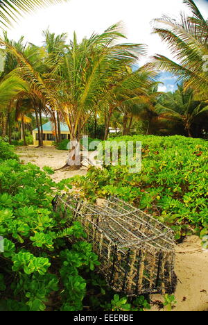 Old wooden lobster trap lies on the beach on island of St Croix, US Virgin Islands among palm trees and beach plants. Stock Photo