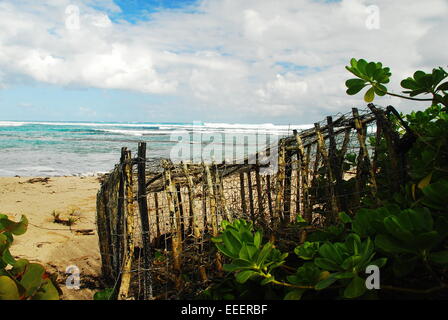 Old wooden lobster trap lies on the beach on island of St Croix, US Virgin Islands among palm trees and beach plants. Stock Photo