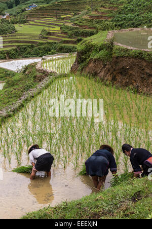 Black Hmong women planting seedlings in terraced rice paddy during rainy season, Cat Cat village, near Sapa northern Vietnam Stock Photo