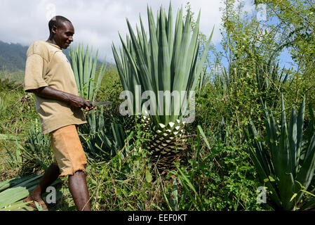 TANZANIA, Tanga, Korogwe, Sisal plantation in Kwalukonge, farm worker harvest sisal leaves which are used for ropes carpets Stock Photo