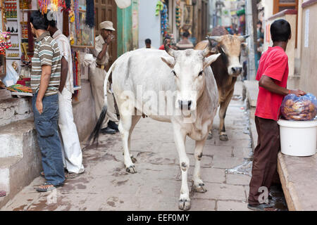 Varanasi, India. Holy cows in narrow pedestrian street Stock Photo