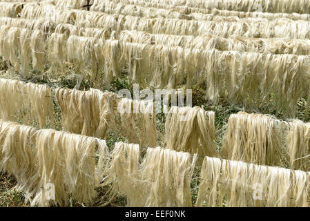 TANZANIA, Tanga, Korogwe, Sisal plantation, after harvest and processing  the fibre of sisal leaves are dried in the sun Stock Photo