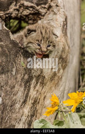 Baby bobcat kitten in a hollow log with Mules Ear wildflowers near Bozeman, Montana, USA. Stock Photo