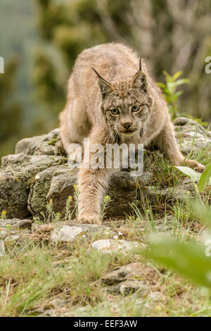 Sub-adult Canada Lynx searching for prey in a meadow near Bozeman, Montana, USA. Stock Photo