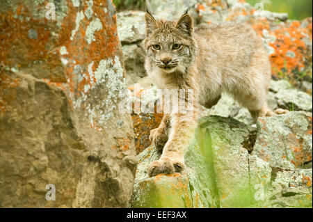 Sub-adult Canada Lynx on rocks in Bozeman, Montana, USA Stock Photo