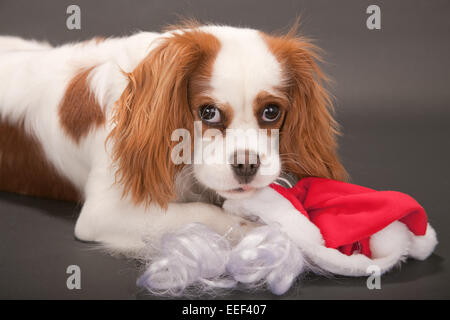 Mandy, a Cavalier King Charles Spaniel, a 9 month old puppy, being mischievous and chewing on her Santa hat and beard Stock Photo