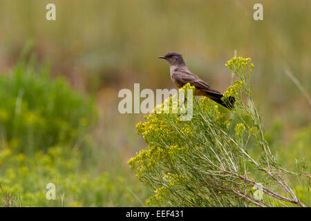 Brewer's blackbird (Euphagus cyanocephalus) female perched on a plant in Bryce Canyon National Park, Utah, USA in July Stock Photo