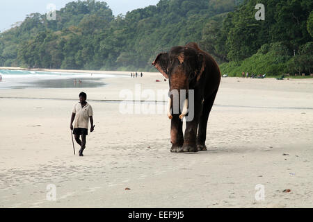 Rajan, the world's last ocean swimming elephant with his human keeper Stock Photo