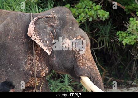 Rajan, the world's last ocean swimming elephant Stock Photo