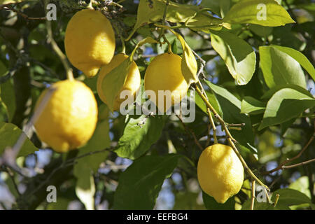 Spanien Mallorca Zitronenbaum Detail Zweige Zitronen Blaetter Citrus limon Fruechte Frucht Frische Gelb Haengen Obstbaum Suedfru