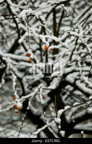 Red berries on a snow covered bush Stock Photo