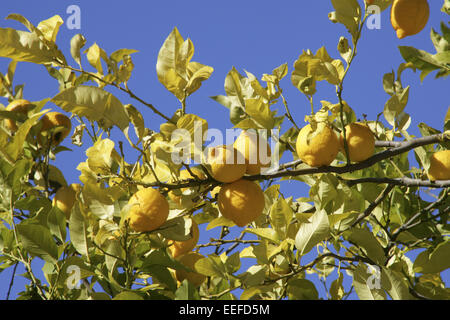 Spanien Mallorca Zitronenbaum Detail Zweige Zitronen Blaetter Citrus limon Fruechte Frucht Frische Gelb Haengen Obstbaum Suedfru
