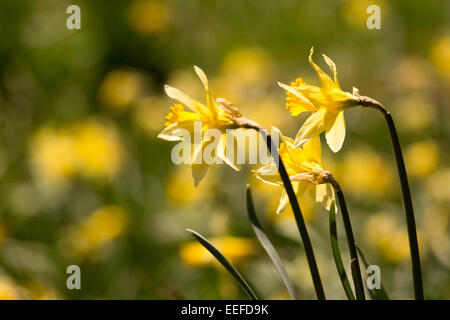 Closeup of 3 flowers among thousands of daffodils blooming wild in the woods on the German Belgian border in the Eifel region Stock Photo