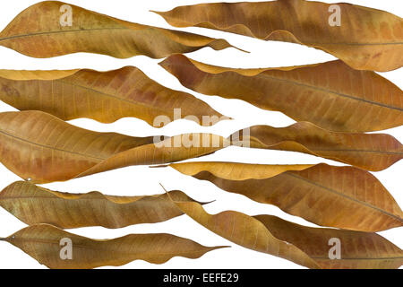 Dry Mango leaves isolated on white background and clipping path Stock Photo