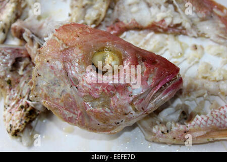 Remains Of A Belizean Lunch - The Head Of A Red Snapper Stock Photo
