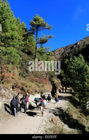 Adult Trekkers on the Tengboche Pass, Everest base camp trek, UNESCO World Heritage Site, Sagarmatha National Park, Solu-Khumbu Stock Photo