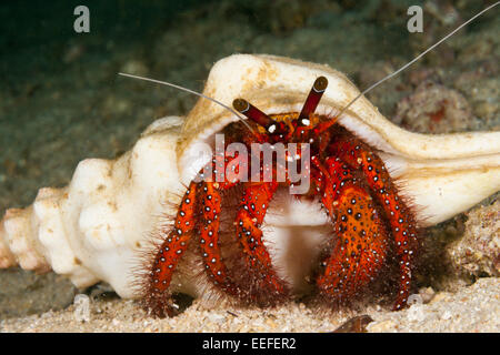 Red Hermit Crab, Dardanus megistos, Triton Bay, West Papua, Indonesia Stock Photo