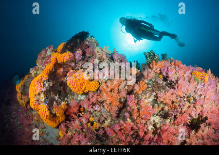 Scuba Diver and colored Coral Reef, Triton Bay, West Papua, Indonesia Stock Photo