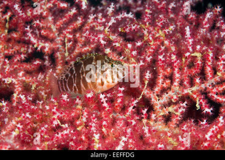 Threadfin Hawkfish, Cirrhitychthys aprinus, Triton Bay, West Papua, Indonesia Stock Photo