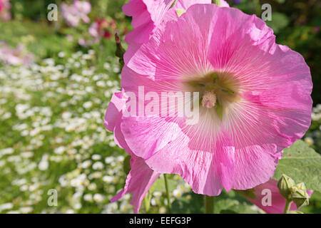 Pink hollyhock in the summer perennial garden. Stock Photo