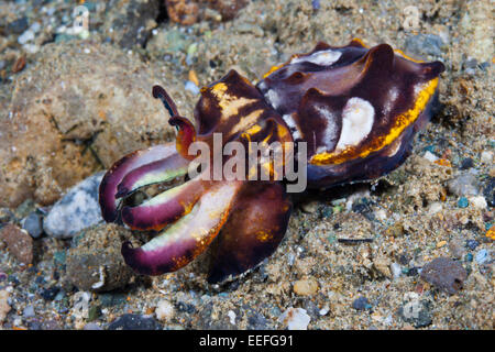 Pfeffers Flamboyant Cuttlefish, Metasepia pfefferi, Ambon, Moluccas, Indonesia Stock Photo