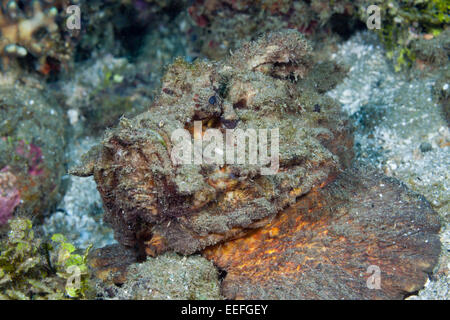 Estuarine Stonefish, Synanceia horrida, Ambon, Moluccas, Indonesia Stock Photo