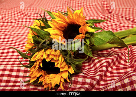 Three sunflowers on a red and white picnic blanket. Stock Photo