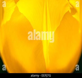 A macro texture shot of yellow tulip petals for use as a background or texture. Stock Photo