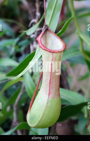 Pitcher Plant Nepenthes Stock Photo