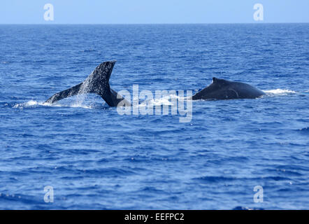 Sperm whales seen in the Pacific Ocean Stock Photo