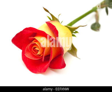 variegated yellow and orange rose, isolated on white Stock Photo