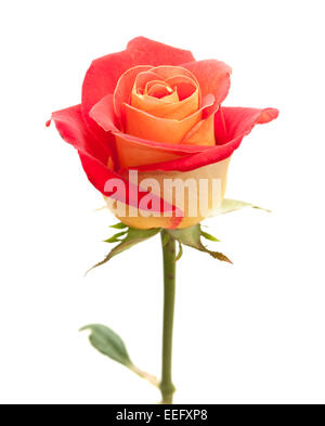 variegated yellow and orange rose, isolated on white Stock Photo