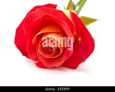 variegated yellow and orange rose, isolated on white Stock Photo