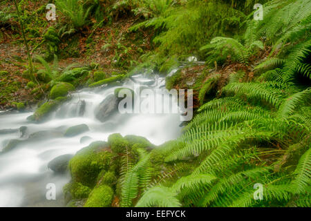 Small waterfall near Goldstream river in Goldstream Provincial Park-Victoria, British Columbia, Canada. Stock Photo