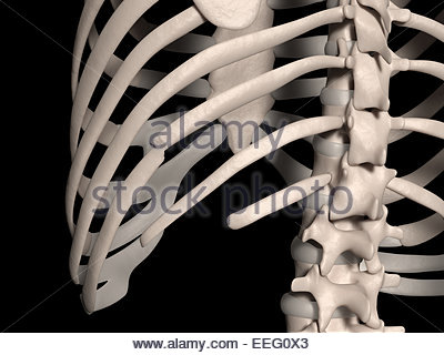 Digital medical illustration depicting the rear view of the foot Stock