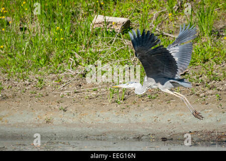 A grey heron flying in the nature above water. Stock Photo