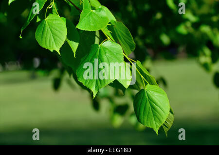 Young leaves of the lime tree (lat. Tilia) closeup Stock Photo