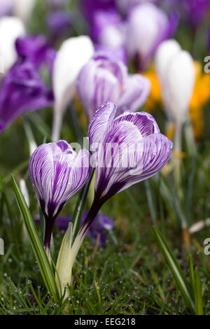 Spring crocuses growing in grassland. Stock Photo