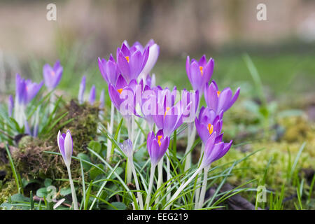 Crocus tommasinianus. Stock Photo