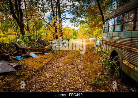 School bus and wrecked cars in a junkyard. Stock Photo