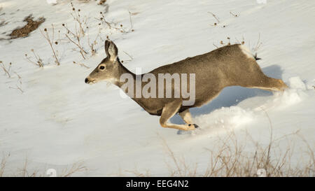 A mule deer doe runs through the snow in the Badlands National Park of South Dakota. Stock Photo