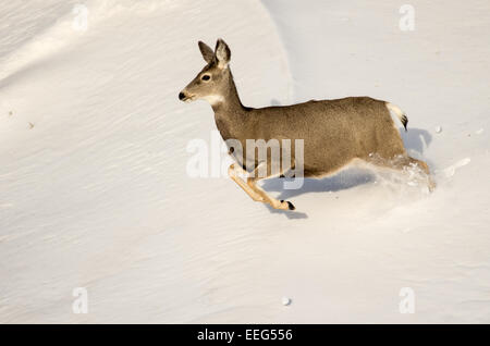 A mule deer doe runs through the snow in the Badlands National Park of South Dakota. Stock Photo