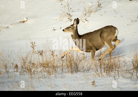 A mule deer doe runs through the snow in the Badlands National Park of South Dakota. Stock Photo