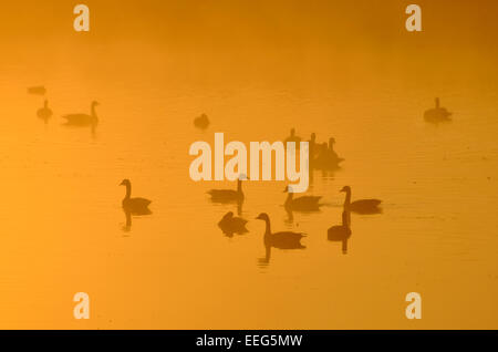 Canada geese on the smaller of the two Pen Ponds at sunrise, Richmond Park, London, UK Stock Photo