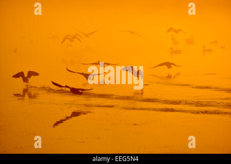 Canada geese take off the smaller of the two Pen Ponds at sunrise, Richmond Park, London, UK Stock Photo