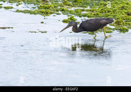 A Pacific Reef Heron at Sunabe Beach in Okinawa, Japan. Stock Photo