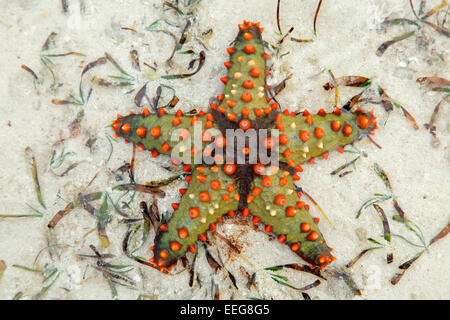 Colorful starfish on wet sand, Zanzibar island Stock Photo